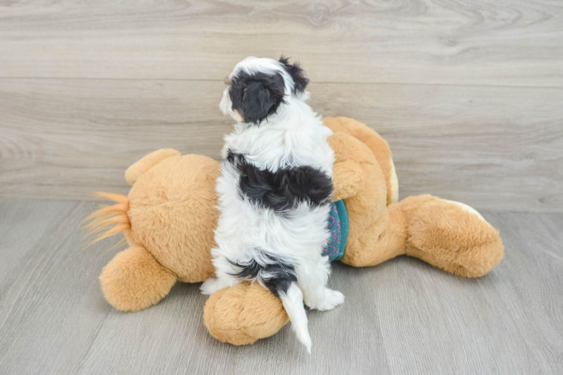 Meet Tokyo - our Maltipoo Puppy Photo 2/3 - Lone Star Pups