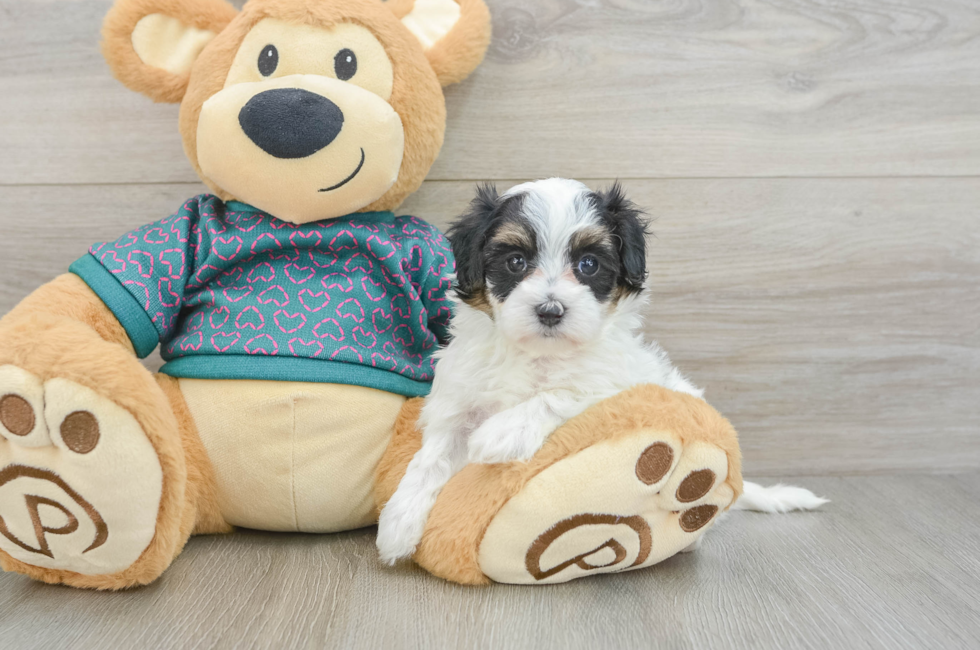 5 week old Maltipoo Puppy For Sale - Lone Star Pups