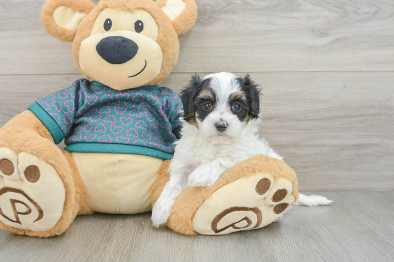 Meet Tokyo - our Maltipoo Puppy Photo 3/3 - Lone Star Pups