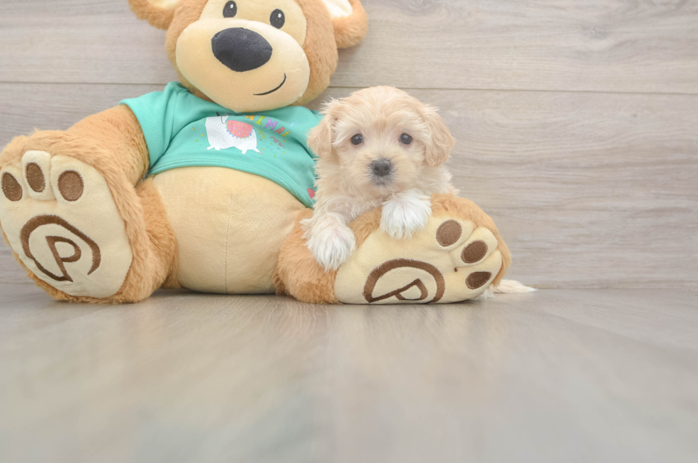 5 week old Maltipoo Puppy For Sale - Lone Star Pups