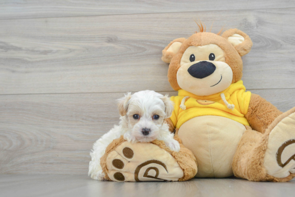 Maltipoo Pup Being Cute