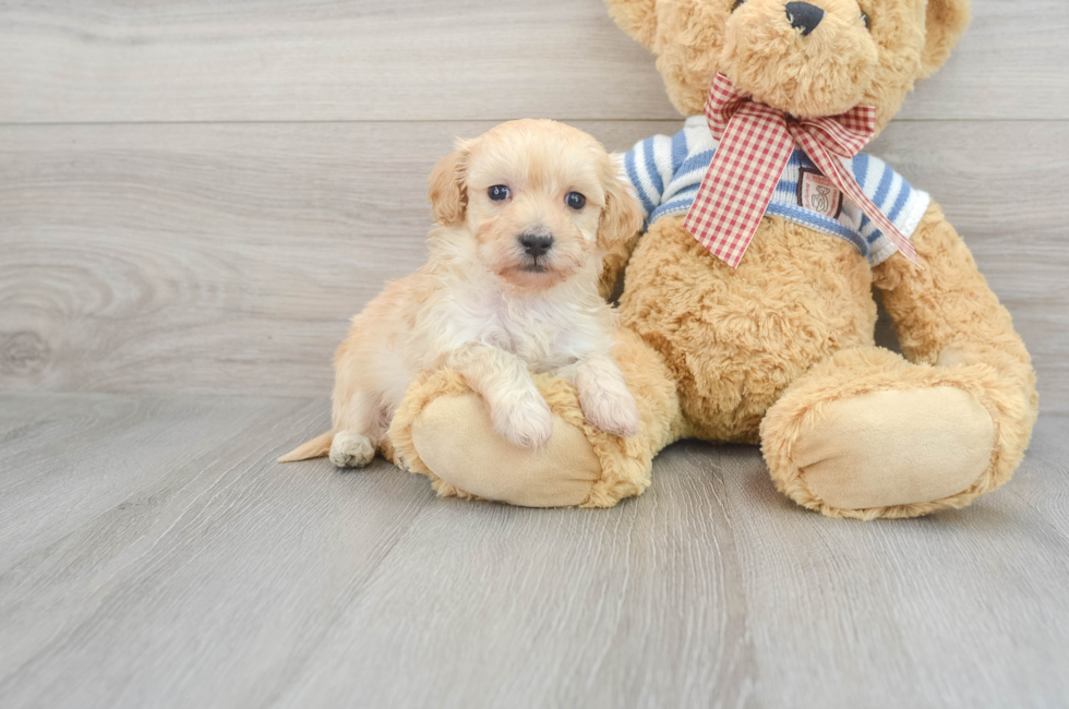 5 week old Maltipoo Puppy For Sale - Lone Star Pups