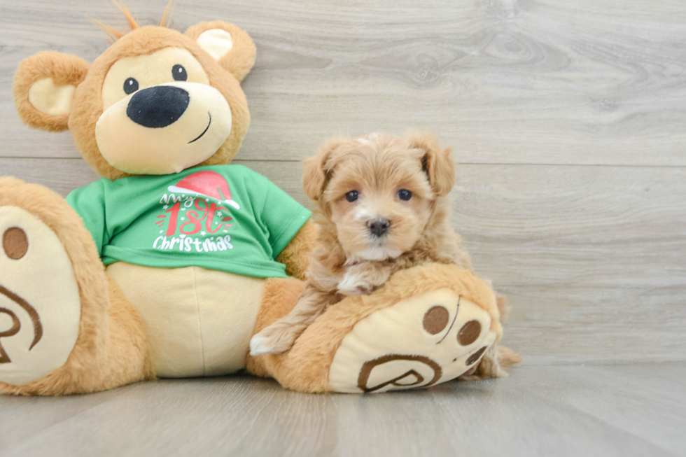 Fluffy Maltipoo Poodle Mix Pup