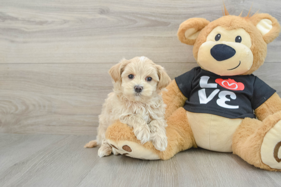 6 week old Maltipoo Puppy For Sale - Lone Star Pups