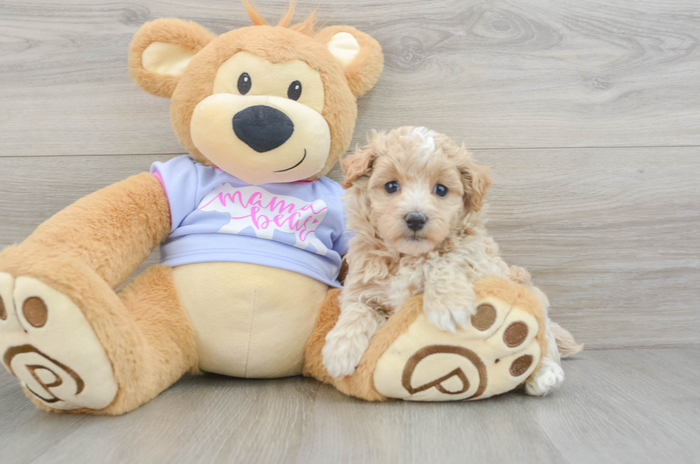 5 week old Maltipoo Puppy For Sale - Lone Star Pups