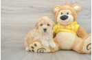 Maltipoo Pup Being Cute