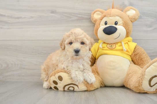 Maltipoo Pup Being Cute