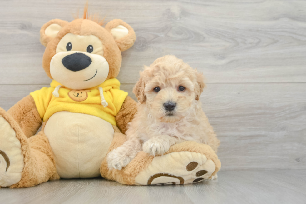 Hypoallergenic Maltidoodle Poodle Mix Puppy