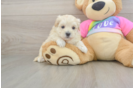 Best Maltipoo Baby