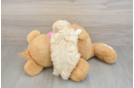 Maltipoo Puppy for Adoption