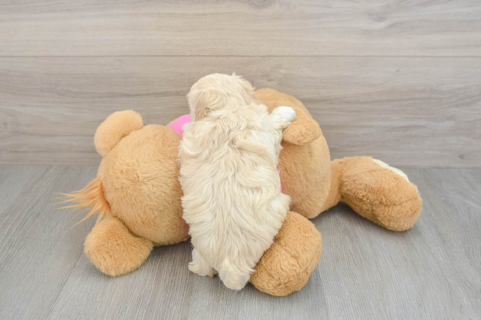 Maltipoo Puppy for Adoption
