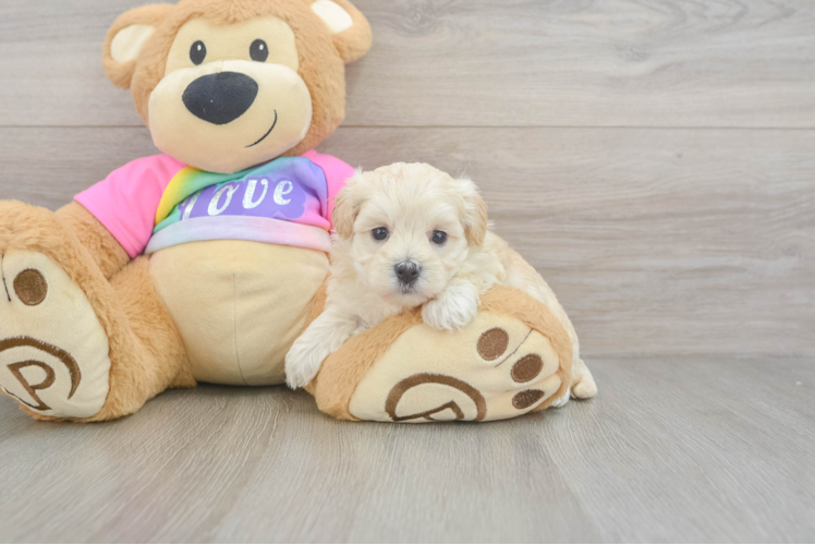 Funny Maltipoo Poodle Mix Pup