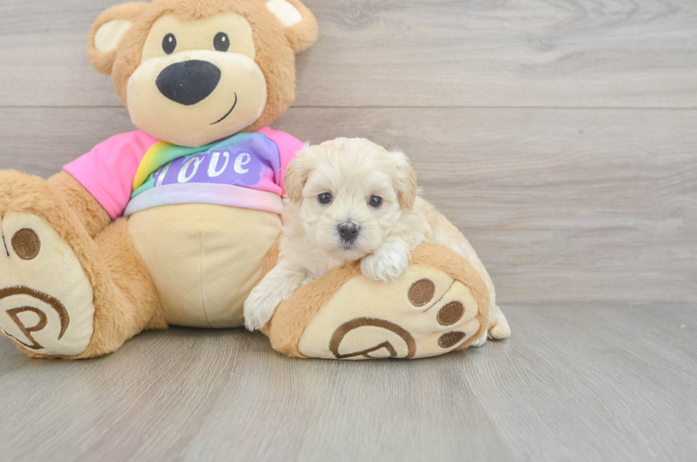 5 week old Maltipoo Puppy For Sale - Lone Star Pups