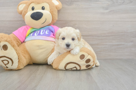 Funny Maltipoo Poodle Mix Pup