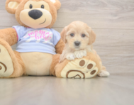 8 week old Maltipoo Puppy For Sale - Lone Star Pups