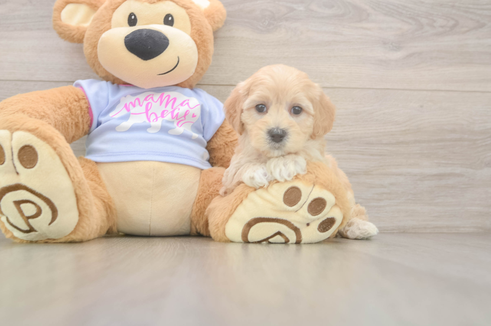 5 week old Maltipoo Puppy For Sale - Lone Star Pups