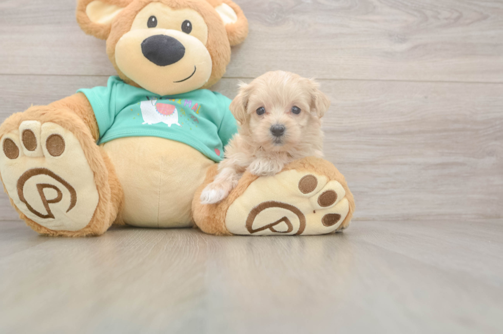 5 week old Maltipoo Puppy For Sale - Lone Star Pups