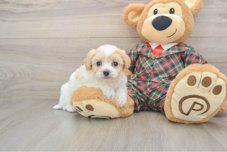 Petite Maltipoo Poodle Mix Pup
