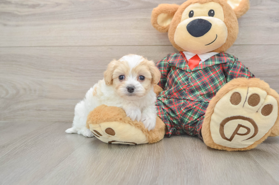 5 week old Maltipoo Puppy For Sale - Lone Star Pups