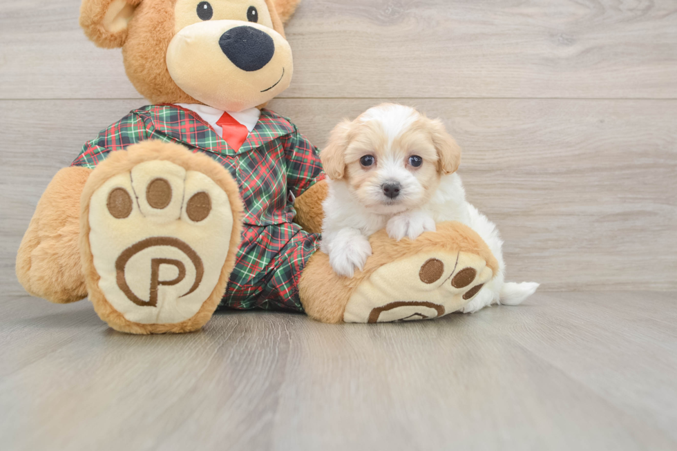 Maltipoo Puppy for Adoption