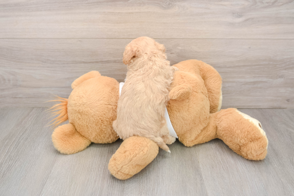 Funny Maltipoo Poodle Mix Pup