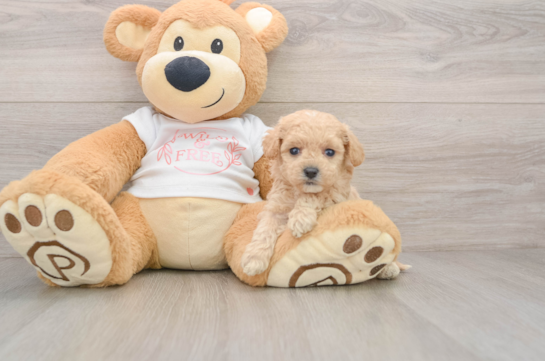 Maltipoo Pup Being Cute