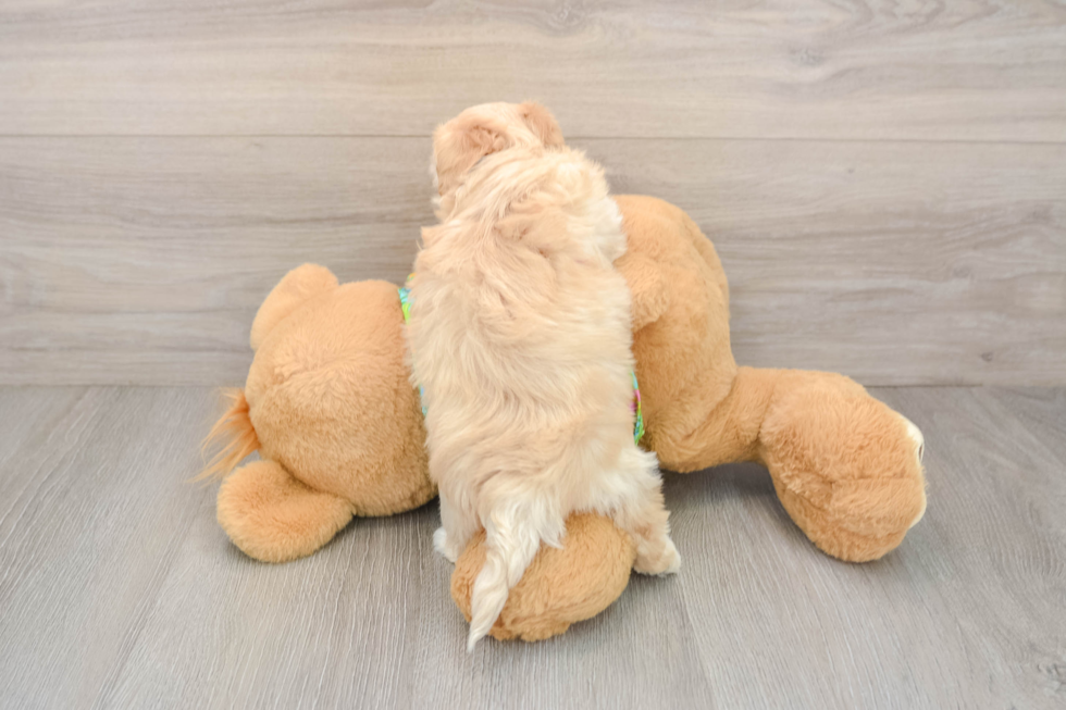 Petite Maltipoo Poodle Mix Pup