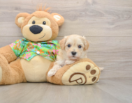8 week old Maltipoo Puppy For Sale - Lone Star Pups