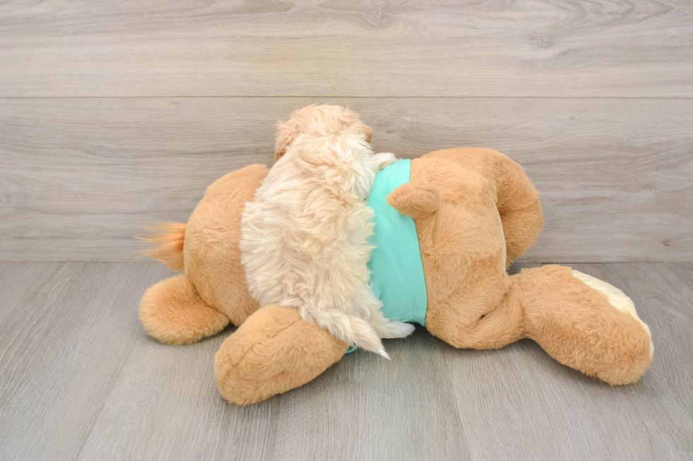 Little Multipoo Poodle Mix Puppy