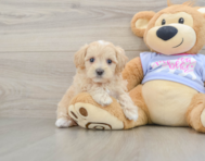 9 week old Maltipoo Puppy For Sale - Lone Star Pups