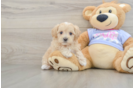 Playful Maltidoodle Poodle Mix Puppy