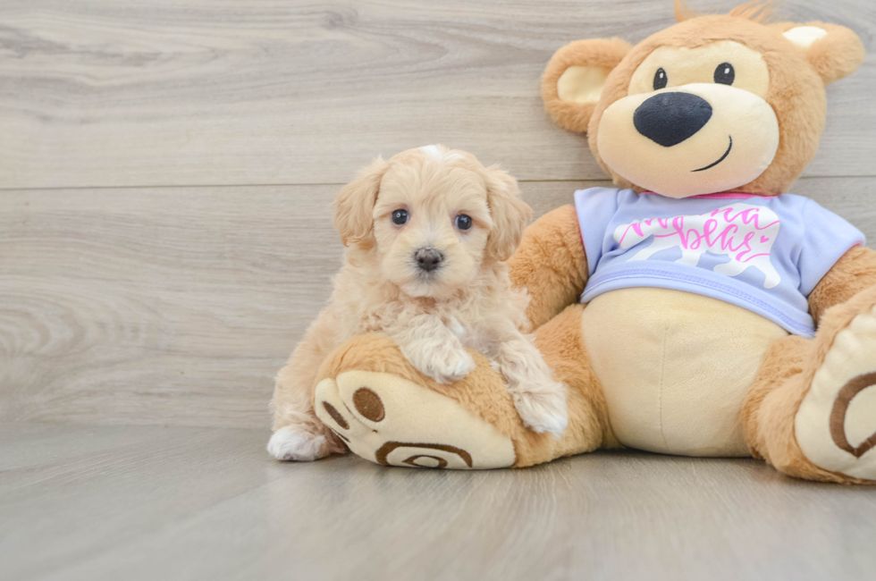 5 week old Maltipoo Puppy For Sale - Lone Star Pups