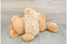 Maltipoo Puppy for Adoption