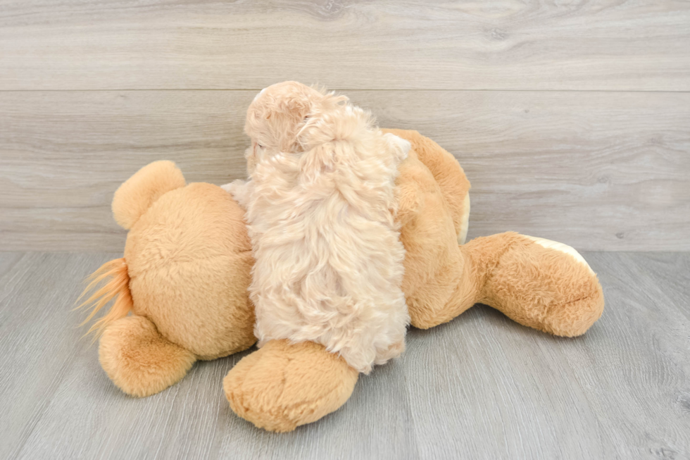 Maltipoo Puppy for Adoption