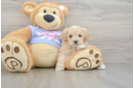 Maltipoo Puppy for Adoption
