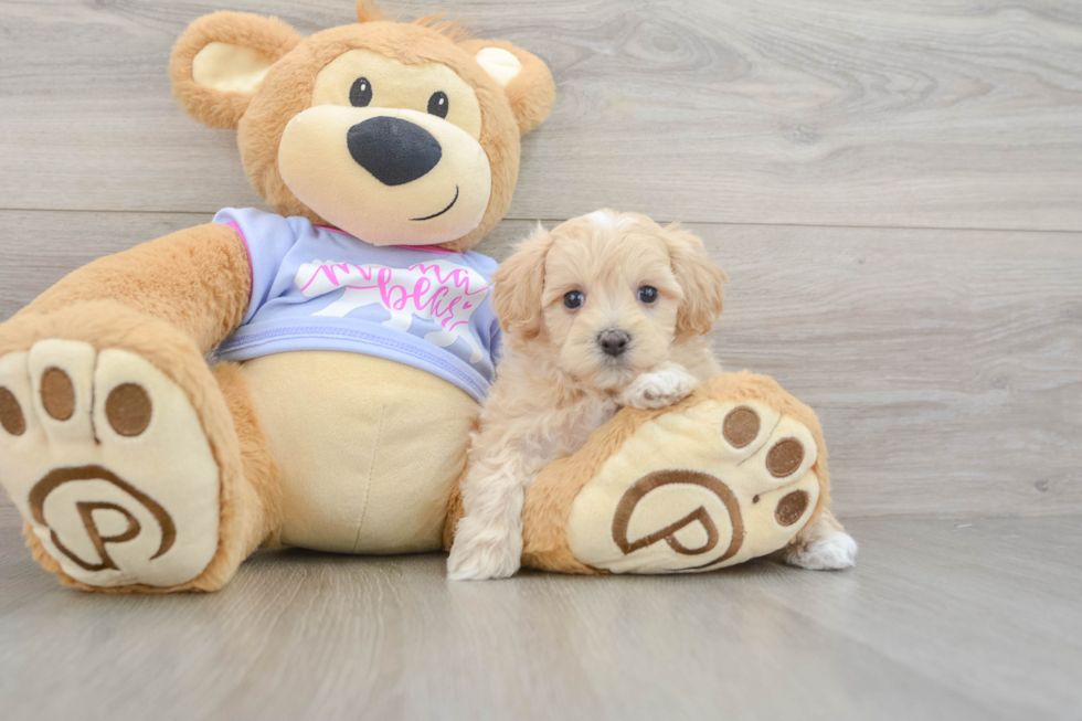 Maltipoo Puppy for Adoption