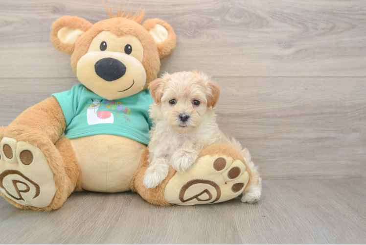 Maltipoo Pup Being Cute