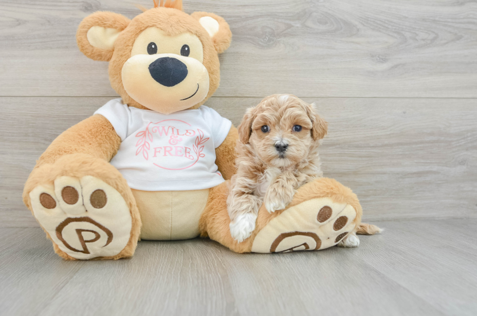 6 week old Maltipoo Puppy For Sale - Lone Star Pups