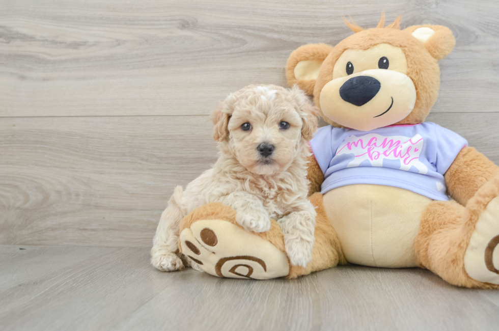 5 week old Maltipoo Puppy For Sale - Lone Star Pups