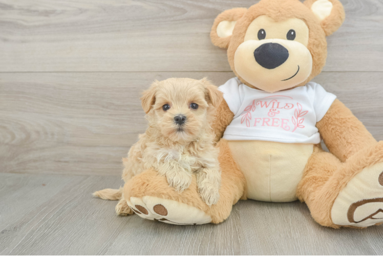 Best Maltipoo Baby