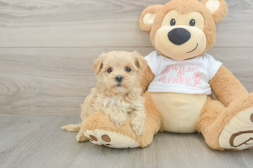 6 week old Maltipoo Puppy For Sale - Lone Star Pups