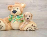 8 week old Maltipoo Puppy For Sale - Lone Star Pups