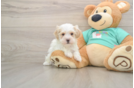 Petite Maltipoo Poodle Mix Pup