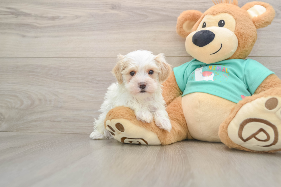 Petite Maltipoo Poodle Mix Pup