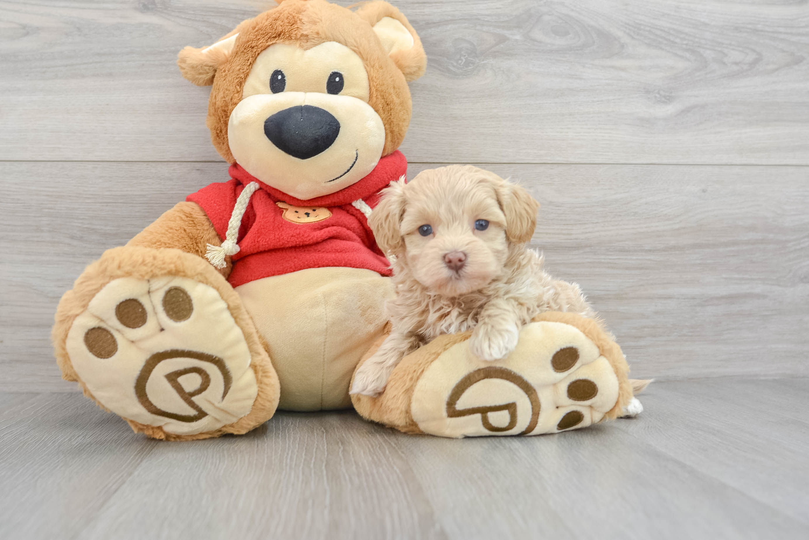 Funny Maltipoo Poodle Mix Pup