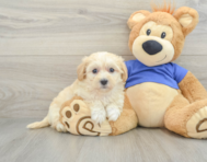 7 week old Maltipoo Puppy For Sale - Lone Star Pups