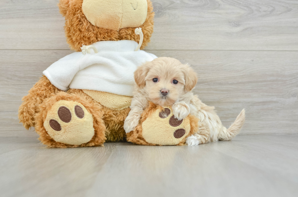 8 week old Maltipoo Puppy For Sale - Lone Star Pups