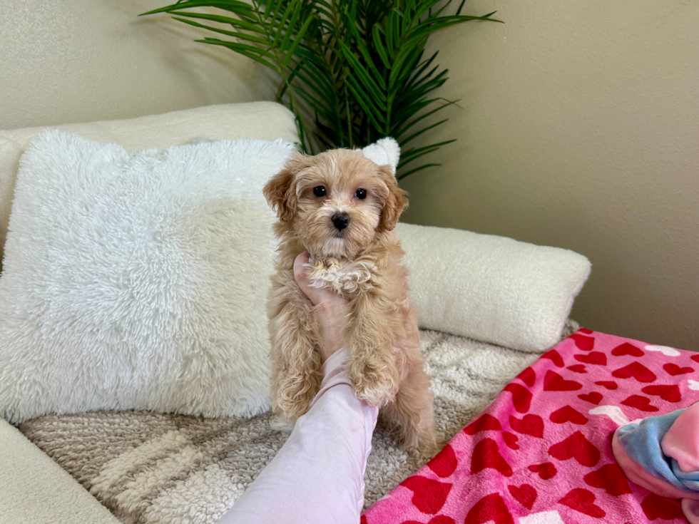 Best Maltipoo Baby