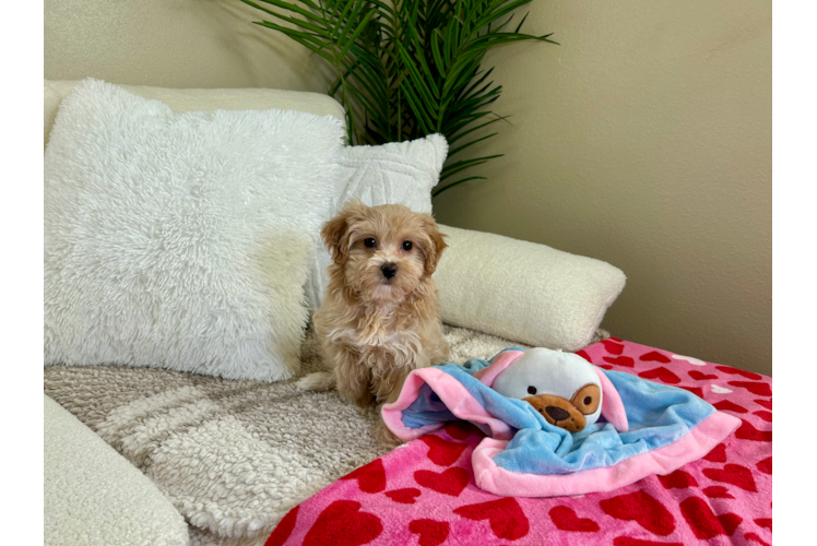 Cute Maltipoo Baby