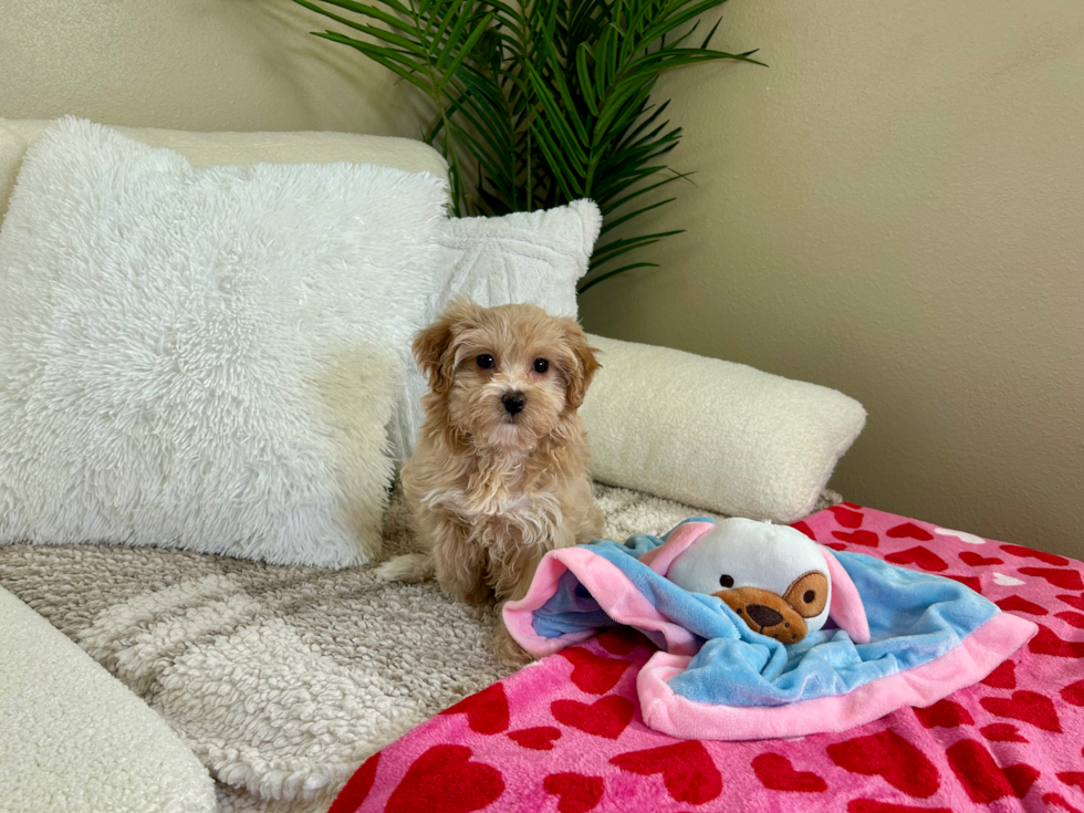 Cute Maltipoo Baby